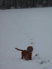 chxmas_neige10.jpg